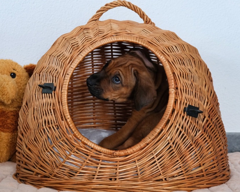 Rhodesian Ridgeback Welpe Azana 7. Woche