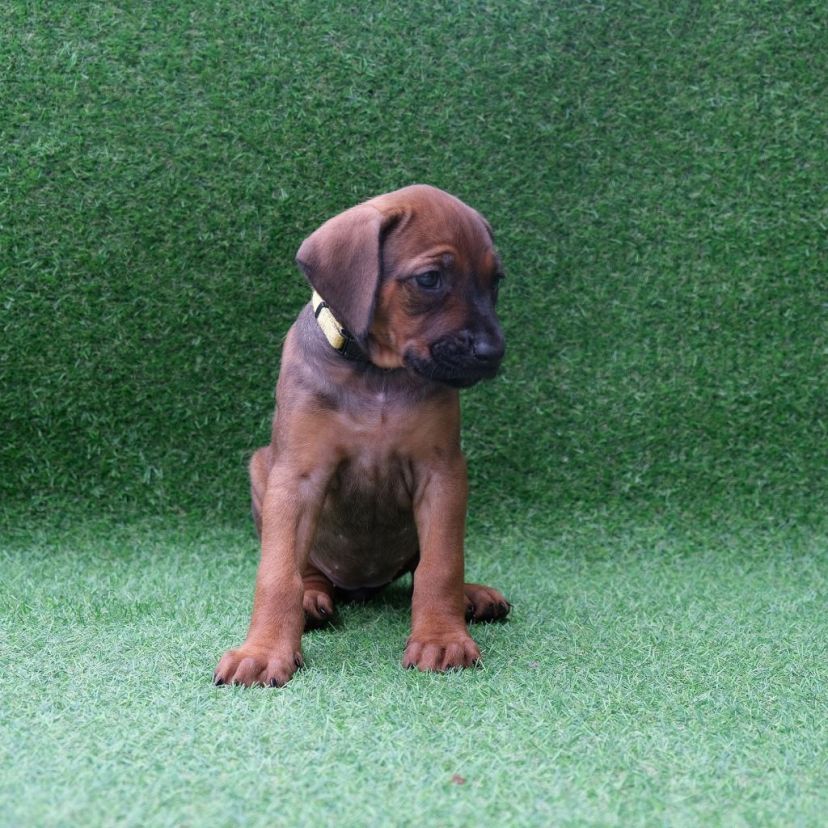 Rhodesian Ridgeback Welpe Amali 5. Woche