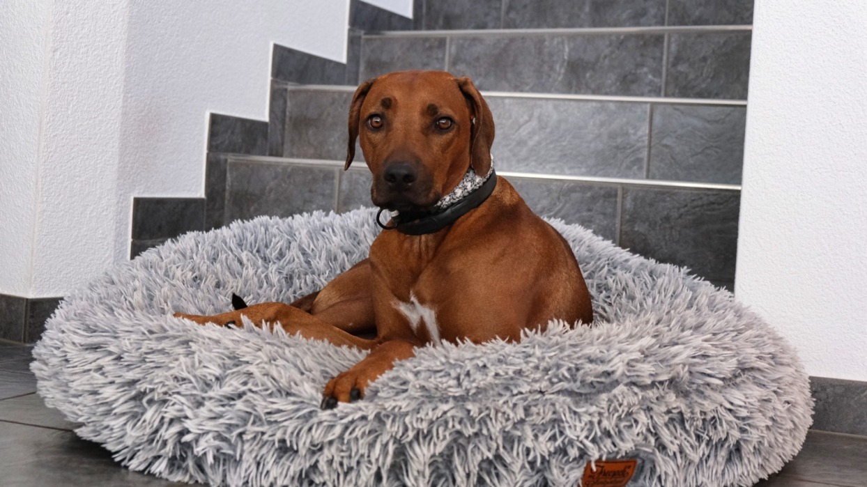 Rhodesian Ridgeback Ekhaya of Firevalley