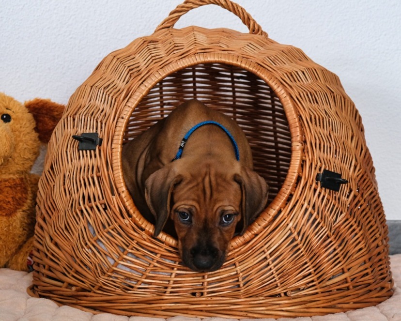 Rhodesian Ridgeback Welpe Adem 7. Woche