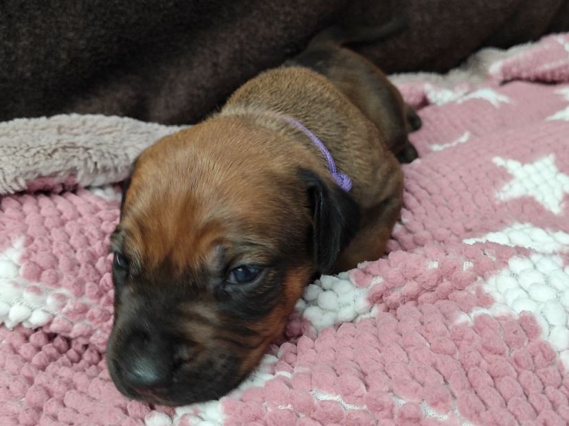 Rhodesian Ridgeback Welpe Azana 2. Woche