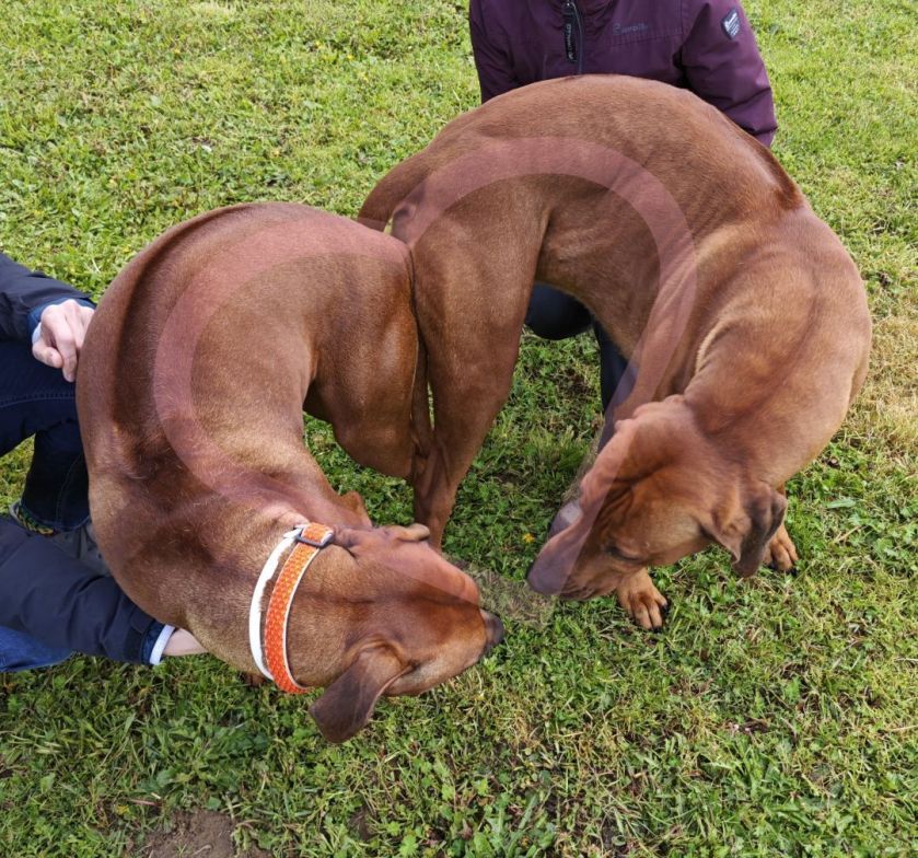 Deckakt Rhodesian Ridgeback