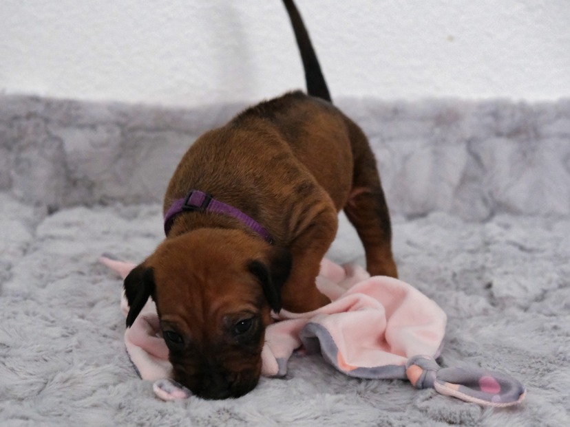 Rhodesian Ridgeback Welpe Azana 3. Woche