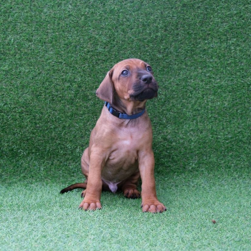 Rhodesian Ridgeback Welpe Adem 5. Woche