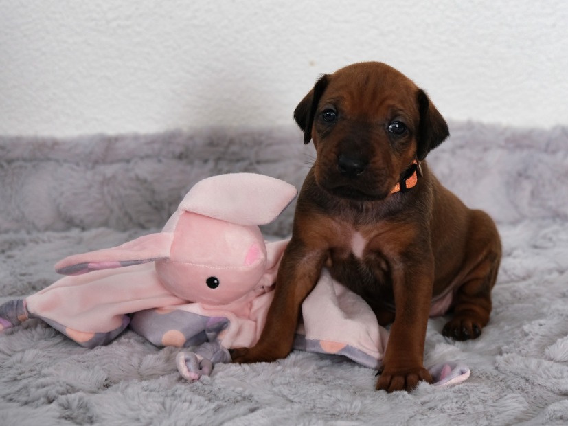 Rhodesian Ridgeback Welpe Aaliyah 3. Woche