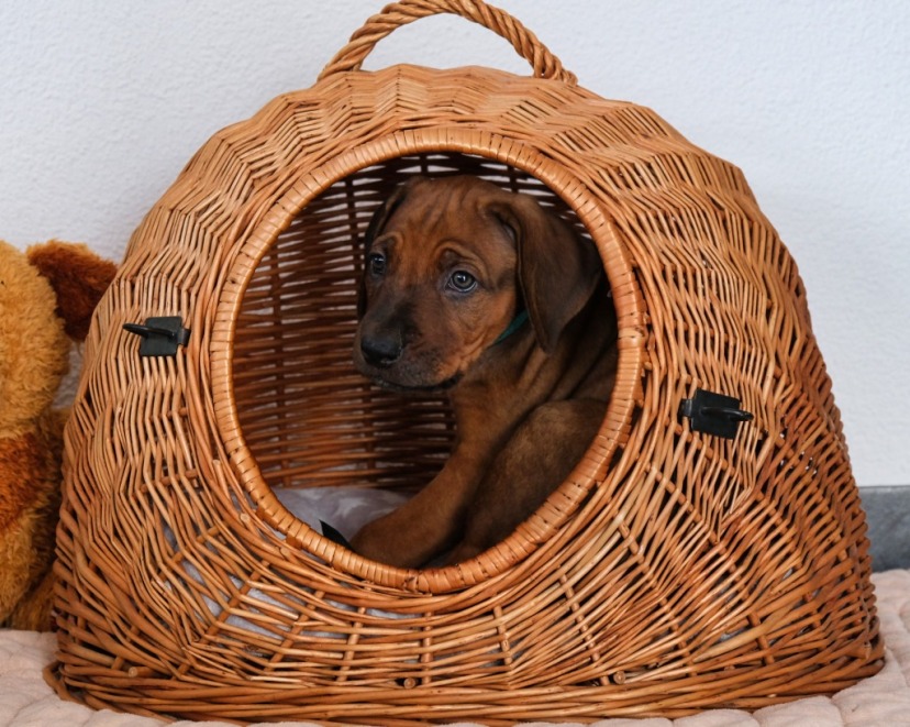 Rhodesian Ridgeback Welpe Amina 7. Woche