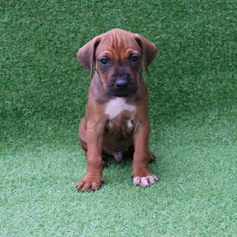 Rhodesian Ridgeback Welpe Ayo 5. Woche