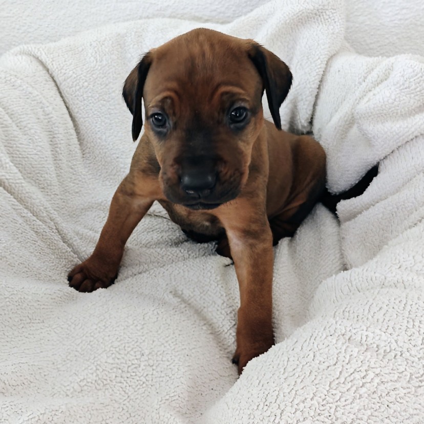 Rhodesian Ridgeback Welpe Amina 4. Woche