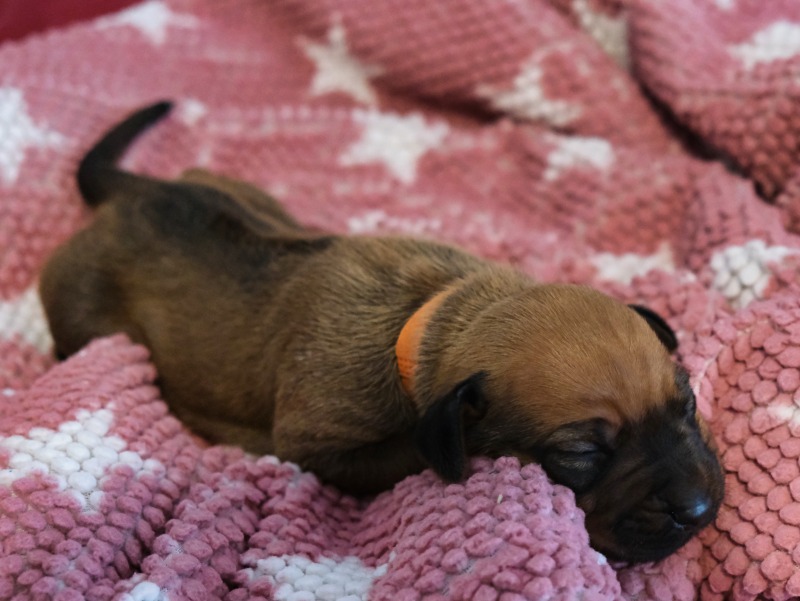 Rhodesian Ridgeback Welpe Ayan