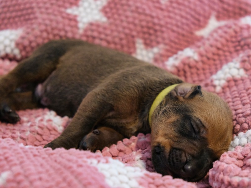 Rhodesian Ridgeback Welpe Askari