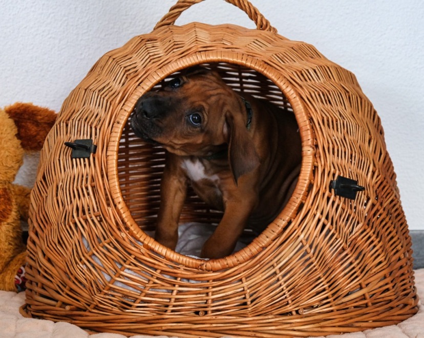 Rhodesian Ridgeback Welpe Ayo 7. Woche