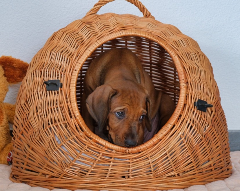 Rhodesian Ridgeback Welpe Alita 7. Woche