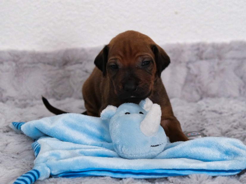 Rhodesian Ridgeback Welpe Askari 3. Woche