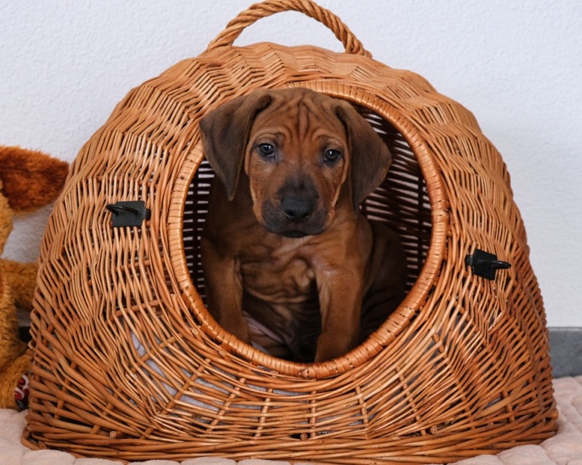 Rhodesian Ridgeback Welpe Askari 7. Woche