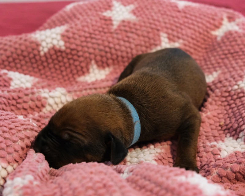 Rhodesian Ridgeback Welpe Amina