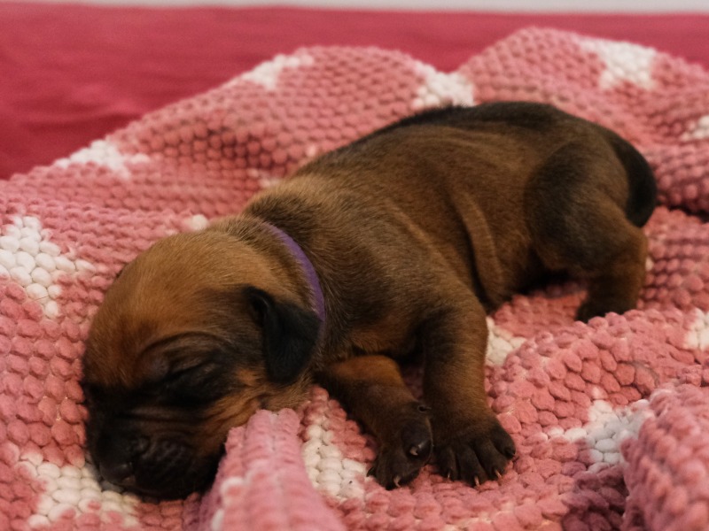 Rhodesian Ridgeback Welpe Azana