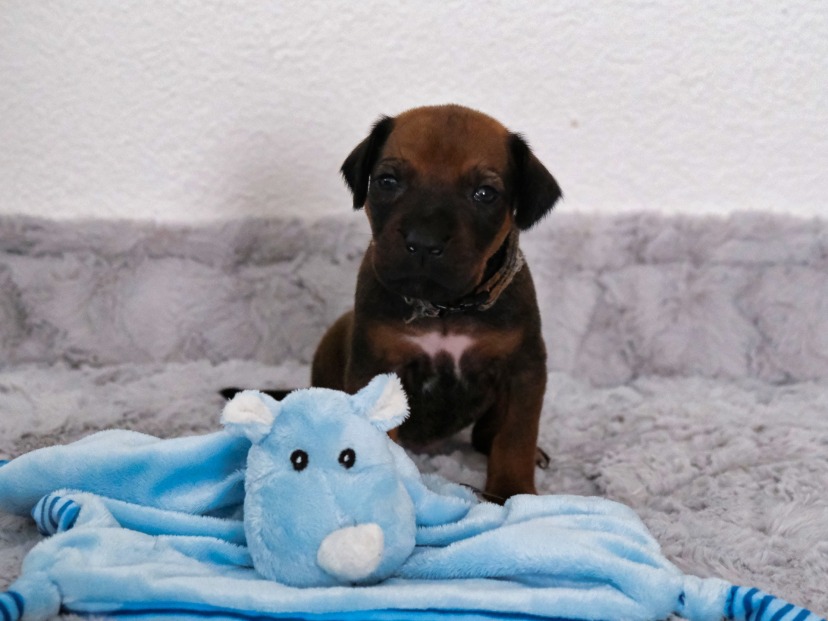 Rhodesian Ridgeback Welpe Akani 3. Woche