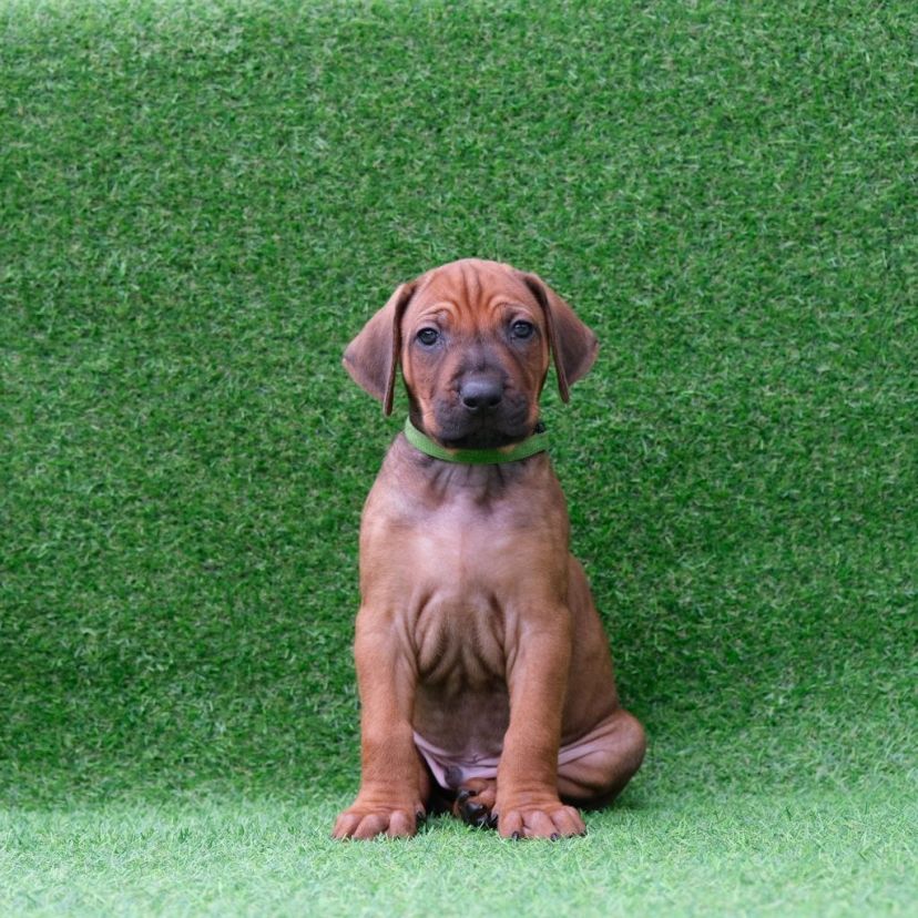 Rhodesian Ridgeback Welpe Askari 5. Woche